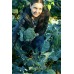 SPRAY FREE BROCCOLI  3 For $4.00 Katikati Grown